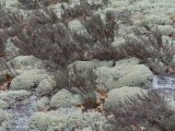 Vegetation on the Dunes