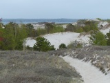 Dunes and Trees