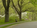 A Bench in the Arboretum