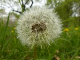 Sphere of Seeds