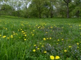 Flowers in the Grass