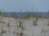 Dune Grasses