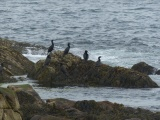 Cormorants