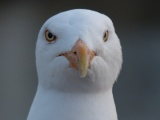 Stern Seagull