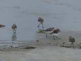 A Walk on the Beach