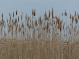 Gloucester Grasses