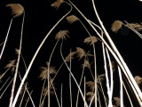 Reeds at Night