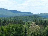 Trees and Hills