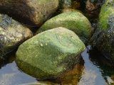 Boulders Dressed in Green