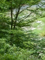 Tree at Garden in the Woods