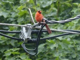 Cardinal with Technology