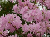 Pink Blossoms