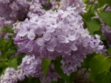 Spring Lilacs