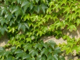 Greens of Ivy