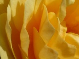 Rose Detail