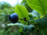 Ripe Blueberry