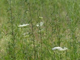 Wildflowers at Silver Line Way