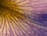 Detail of a Petal