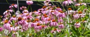 Pink Flower Panorama