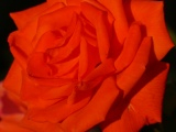Rose at Sunset