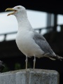 Panting Seagull