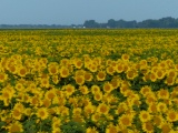 Fields of Flowers in Felton