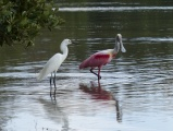 Birds of Two Colors