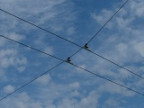 Trackless Trolley Wires
