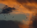 Flight at Sunset