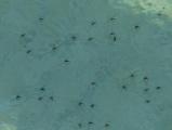 Water Striders