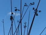 Silhouette at Orange Lake