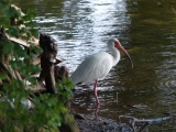 Ibis at Waters Edge