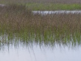 Immersion in the Grass