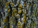 Colorful Lichens