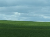 Green Field