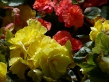 Begonias