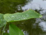 Droplets and Ripples