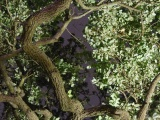 Canopy at Night