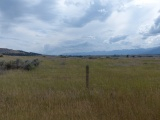 Summer Grasslands