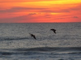 Pelicans at Dawn