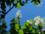 Garden in Sunlight and Shadow