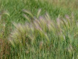 Mountain Grasses