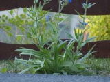 Flowers from the Ground