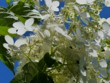 White Hydrangea