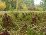 Gnomes