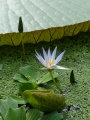 Blooming by the Lilypad