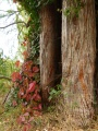 Garlands of Red