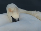 Resting Swan