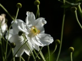 Botanical Beauty