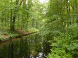 Forest of The Hague